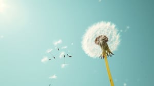 dandelion-with-seeds-against-blue-sky-nature-background